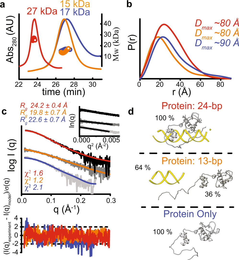 Fig. 2: SAXS analysis of the repressor on and off DNA.