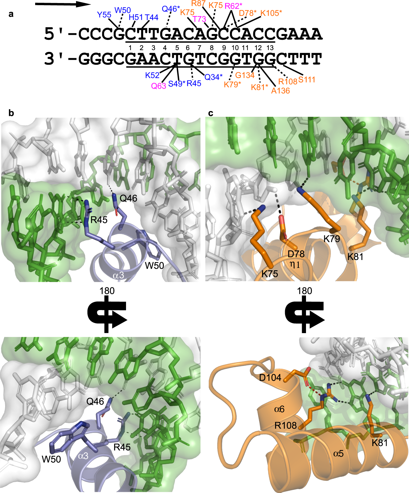 Fig. 3: Repressor:DNA interactions.