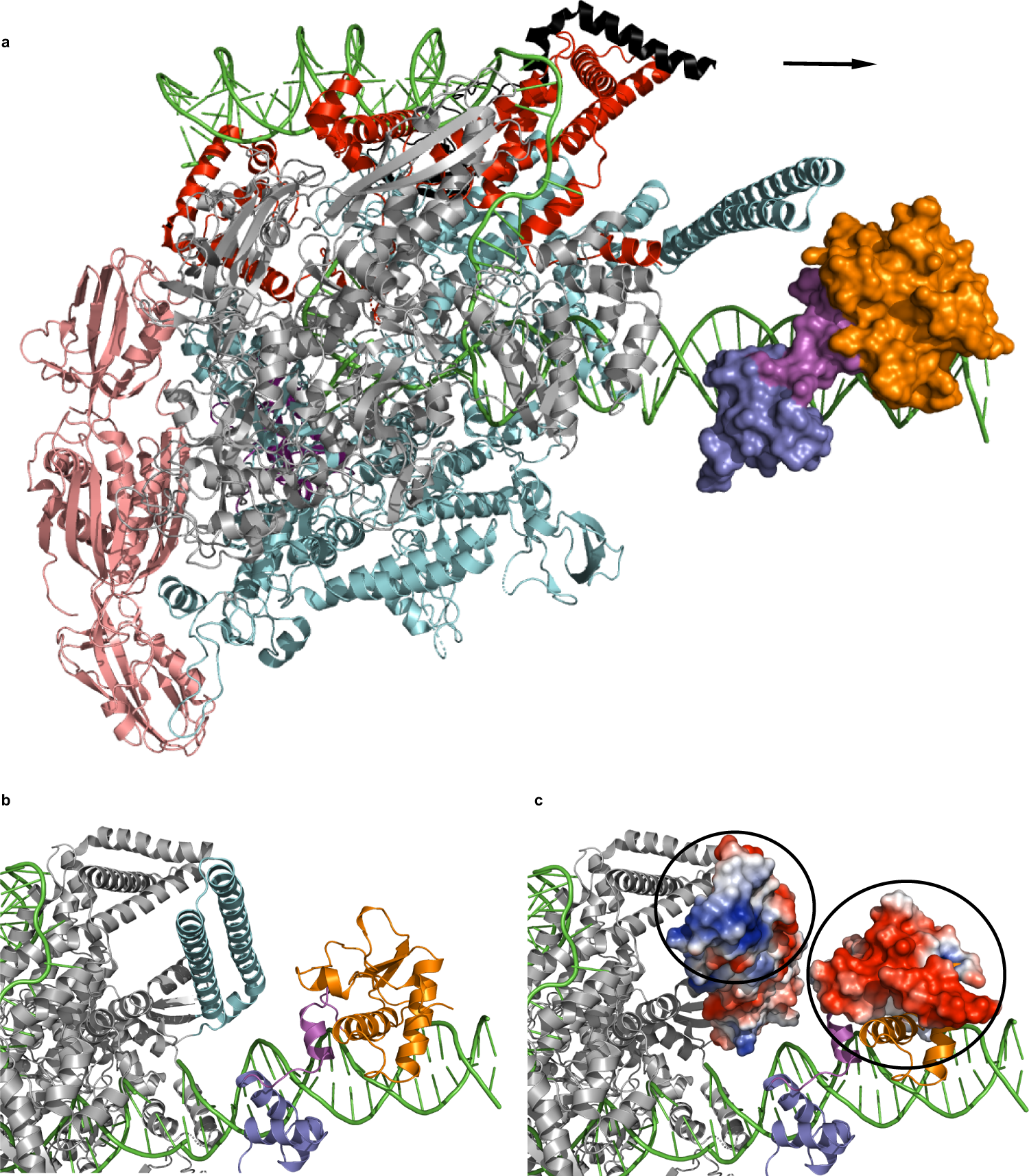 Fig. 7: Model for transcriptional silencing in cluster A mycobacteriophages.