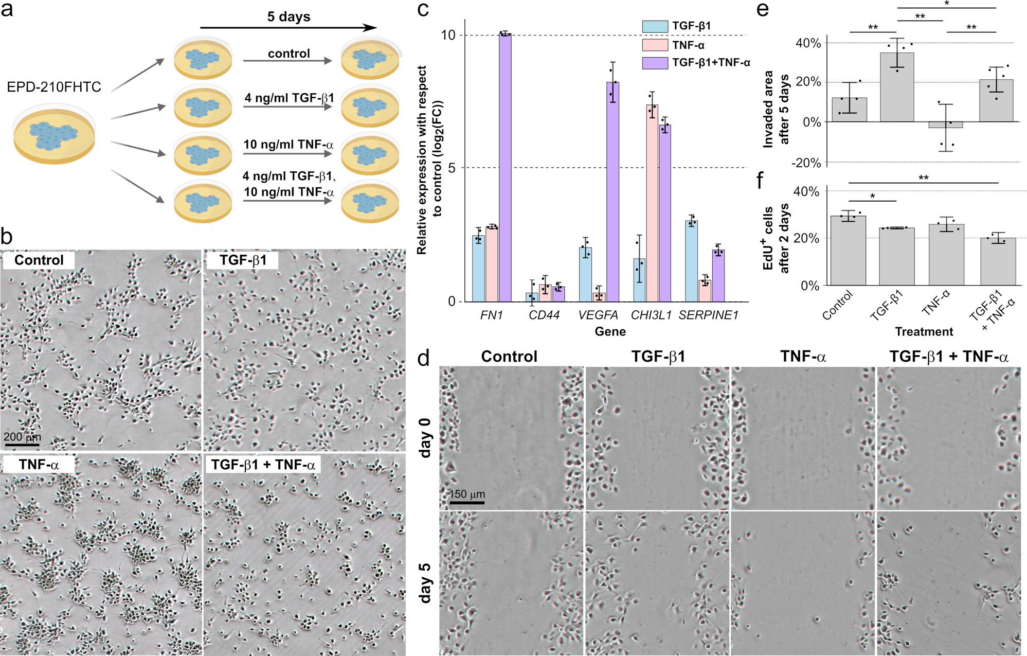 Fig. 5: Pro-inflammatory cytokines induce the expression of mesenchymal-like genes and diverse cellular phenotypes in a patient-derived PFA cell model.
