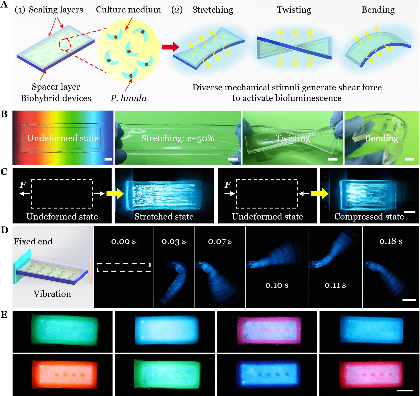 Fig. 2: Design, working principle and simple demonstrations of the soft biohybrid mechanoluminescence.