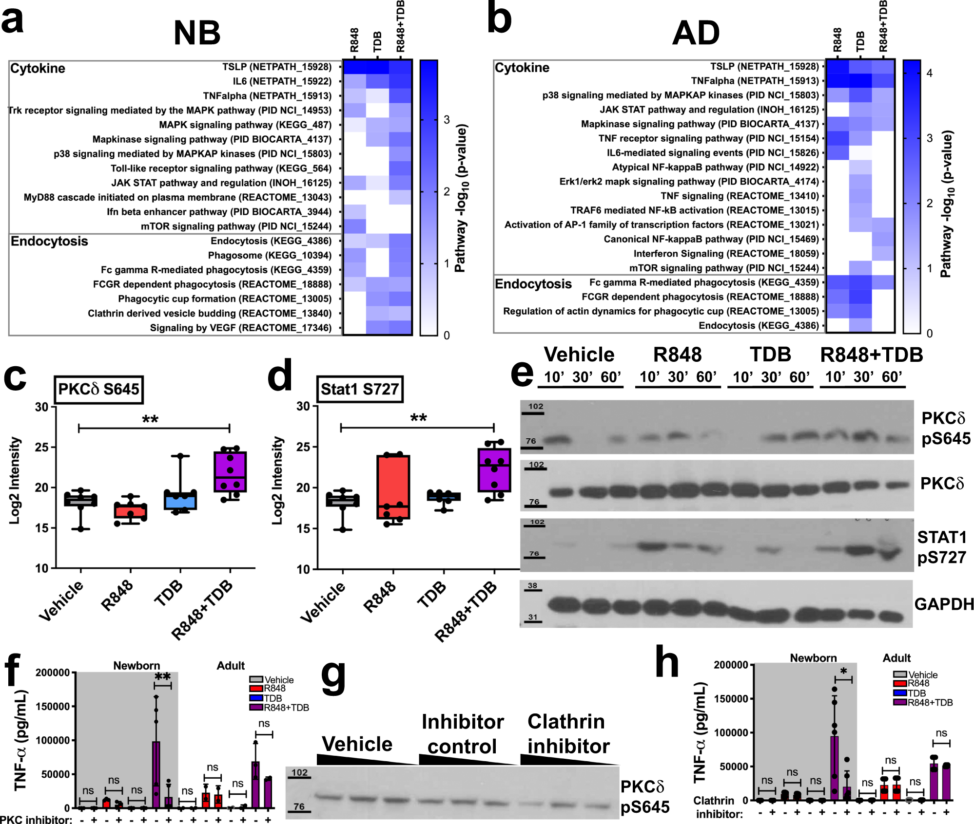 Fig. 1: Phosphoproteomic analysis and use of targeted inhibitors in human MoDCs reveals a role for endocytosis in synergistic enhancement of cytokine production in newborns.