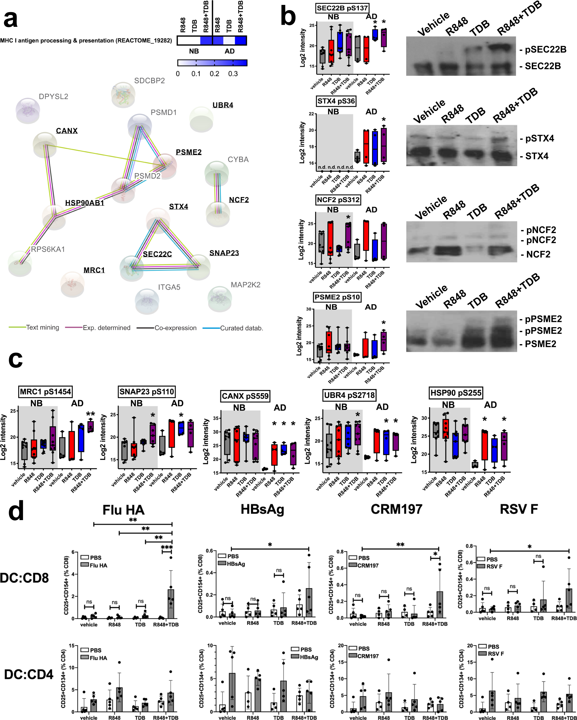 Fig. 2: Stimulation of human MoDCs in vitro with (R848+TDB) induced antigen cross-presentation of internalized proteins.