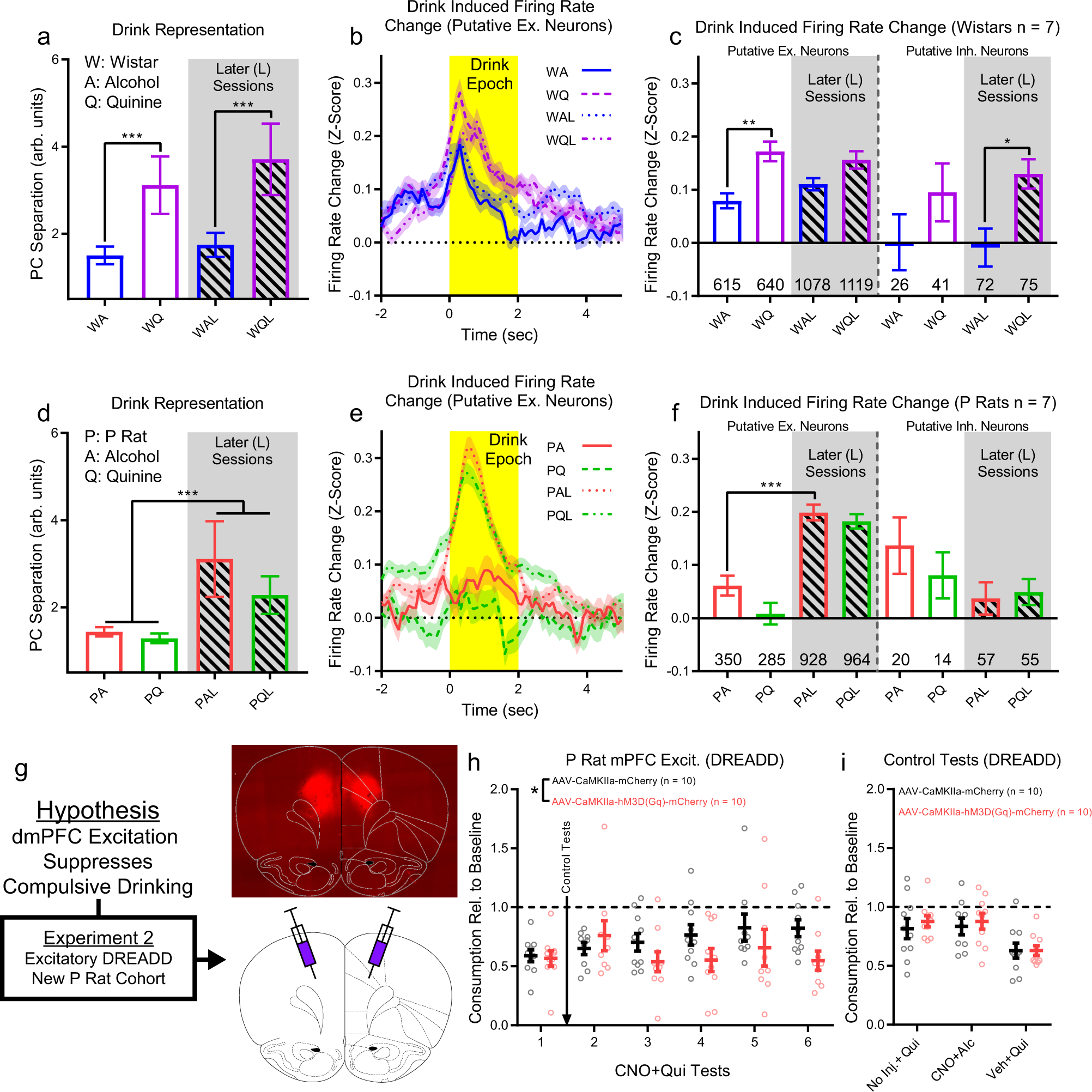 Fig. 7: Changes in drink representation are related to putative excitatory/inhibitory neuron behavior and DREADD-mediated dmPFC excitation prevented the progression of compulsive drinking.