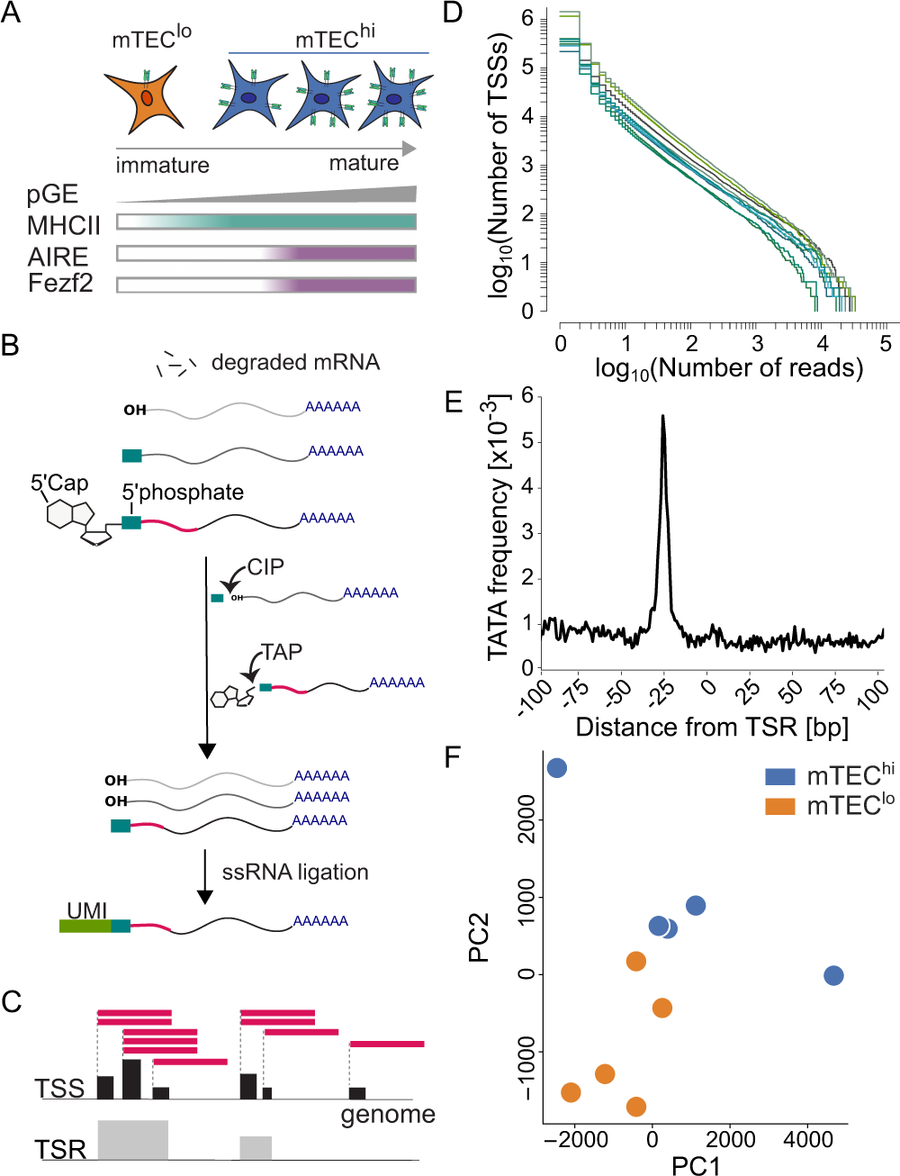 Transcriptomic diversity in human medullary thymic epithelial cells | Nature Communications Transcriptomic diversity in human medullary thymic epithelial cells | Nature Communications