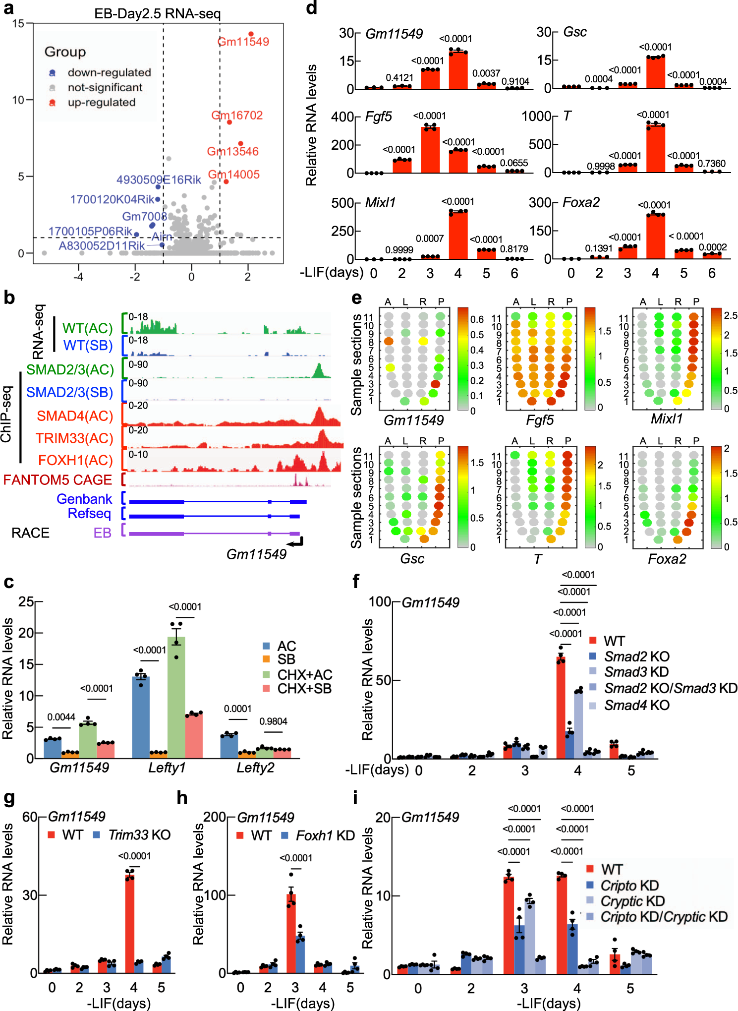 Fig. 1: Gm11549 is a direct target gene of Nodal signaling in mesendoderm differentiation of mESCs.