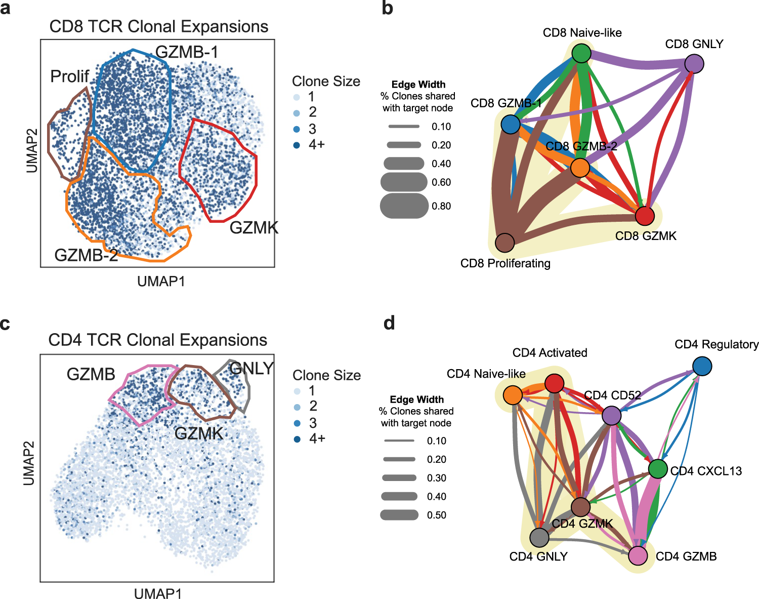Fig. 3: Cytotoxic CD4+ and CD8+ T cells are clonally expanded in NSCLC.