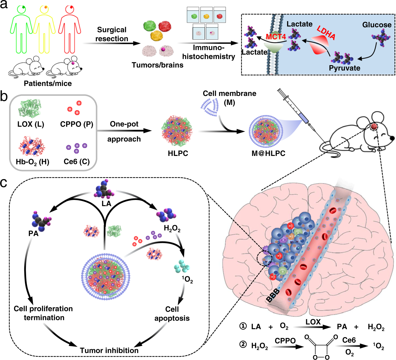 Engineered biomimetic nanoparticles achieve targeted delivery and efficient  metabolism-based synergistic therapy against glioblastoma | Nature  Communications