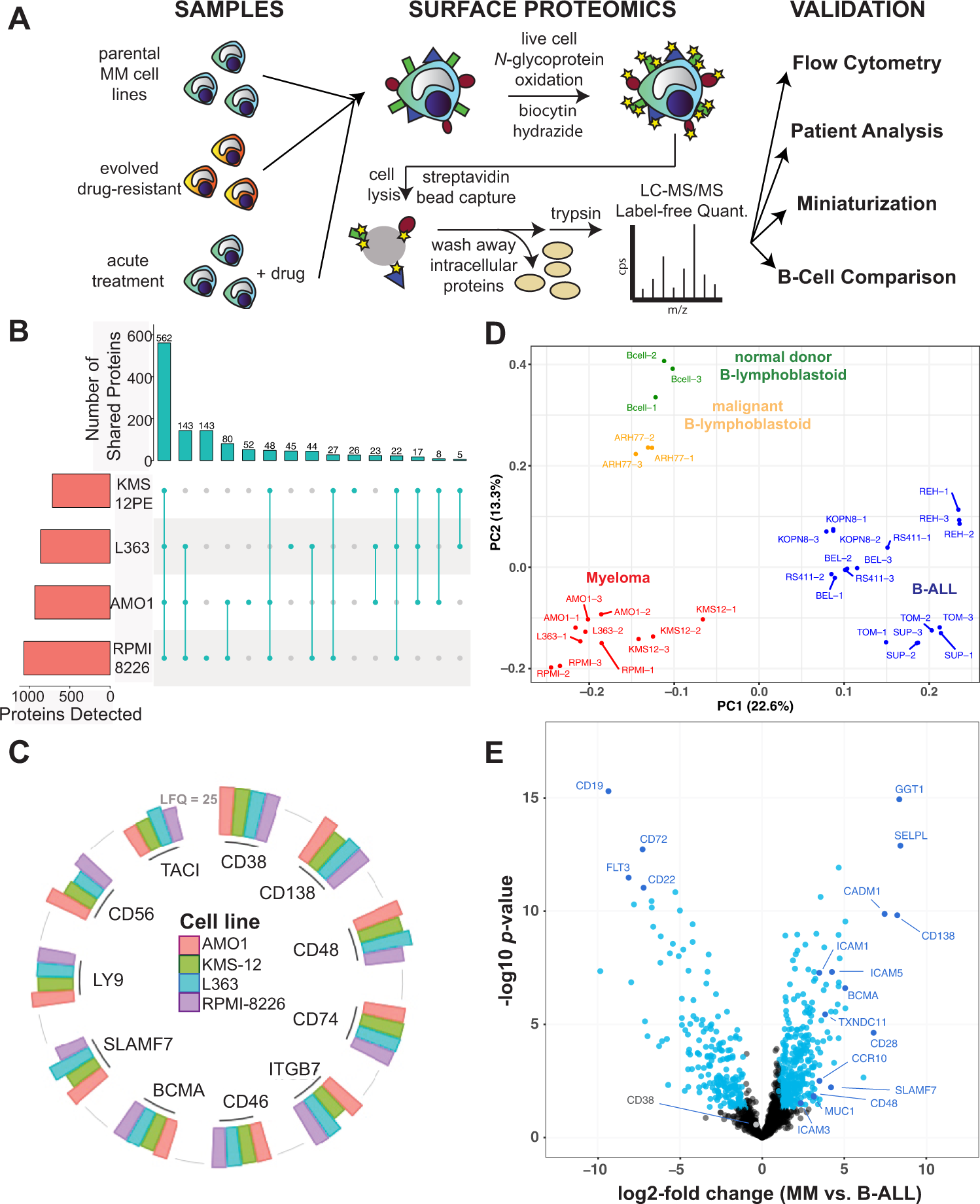 A Simple Red Blood Cell Lysis Method for the Establishment of B  Lymphoblastoid Cell Lines