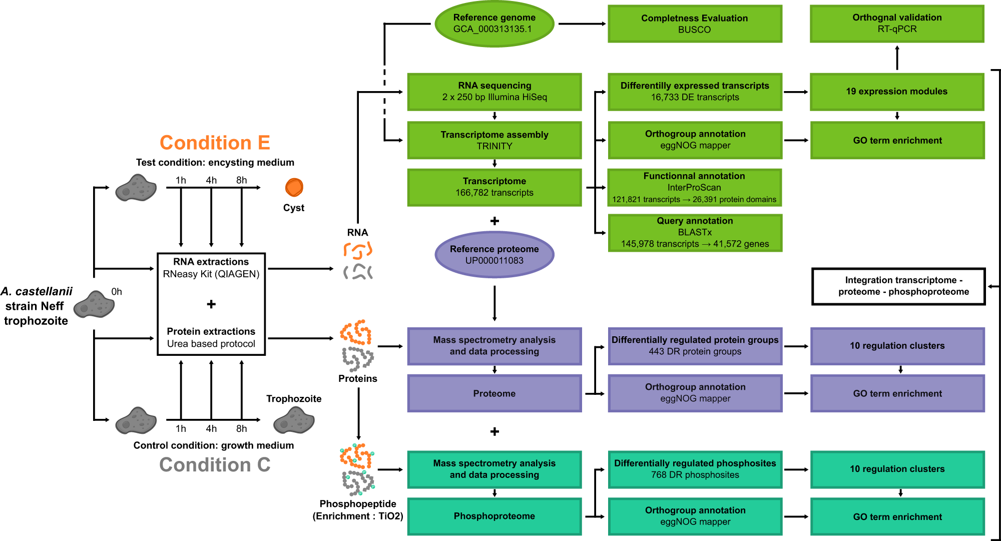 Fig. 1: Multi-OMICs characterization of A. castellanii.