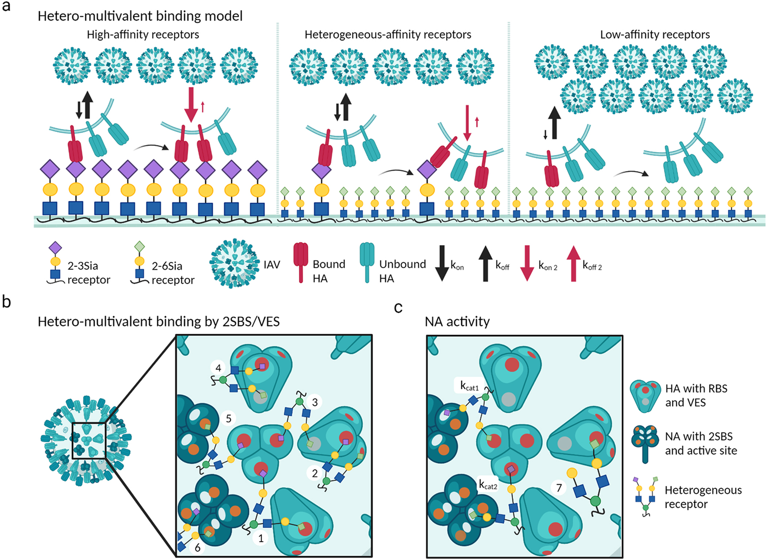 Fig. 6: Model for hetero-multivalent IAV binding.