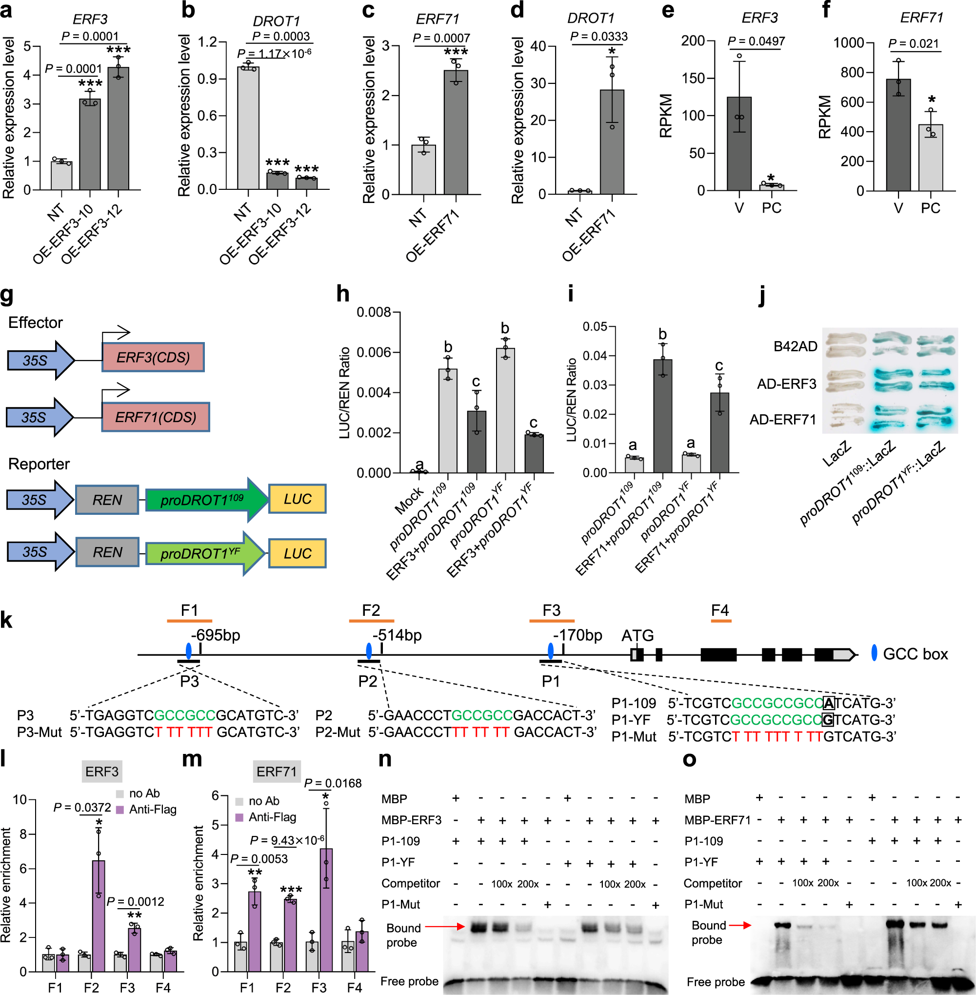 Fig. 5: DROT1 is directly regulated by ERF3 and ERF71.