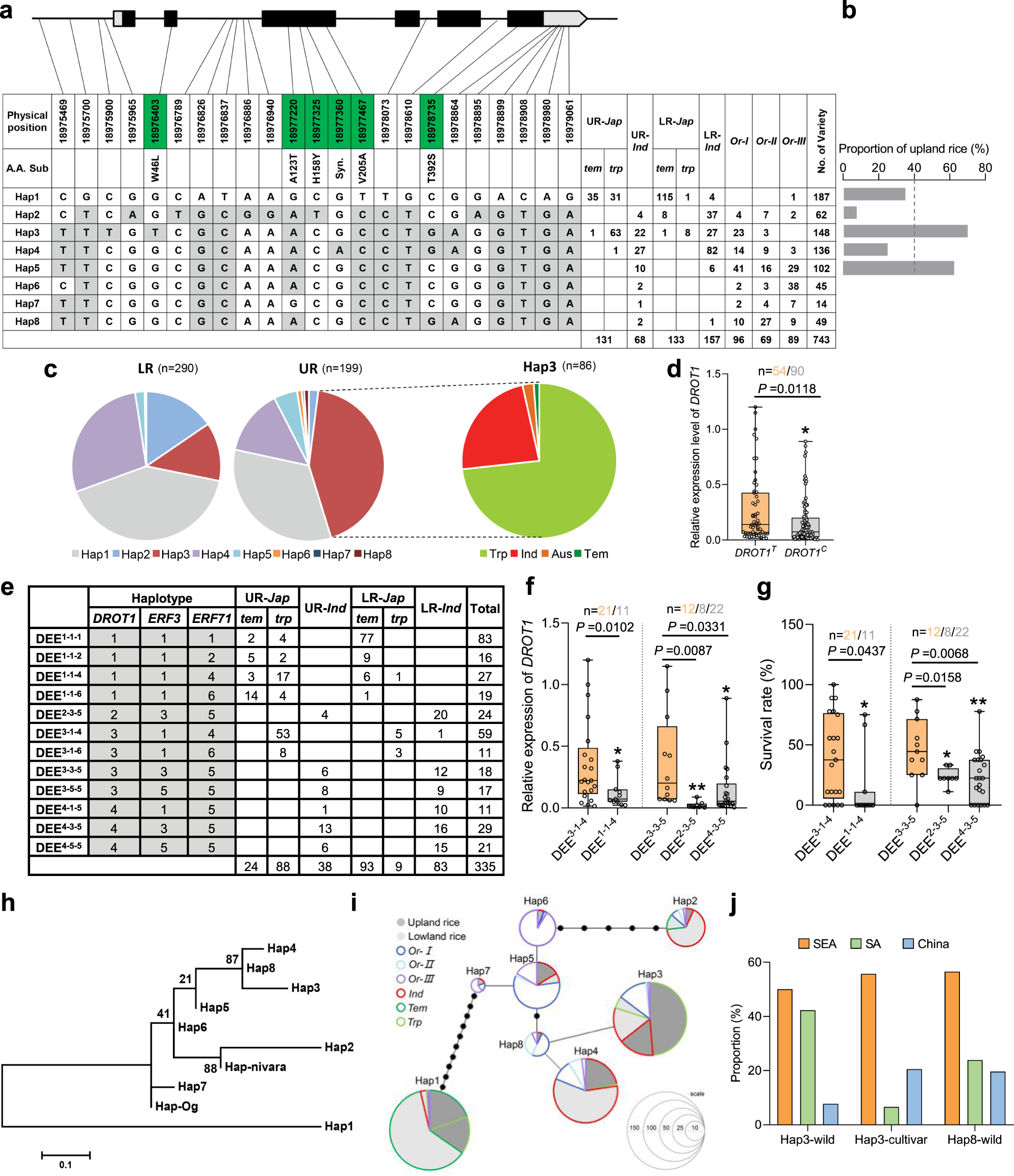 Fig. 7: Haplotype analysis and origin of DROT1.