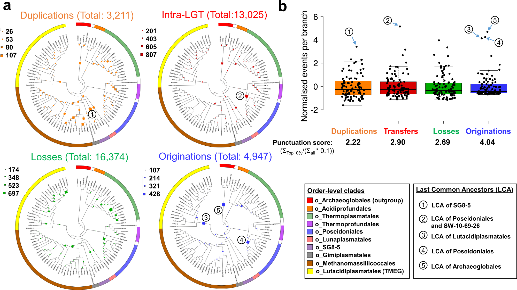 Fig. 3: Inferred gene originations, duplications, intra-phylum transfers and losses during the evolution of Thermoplasmatota.