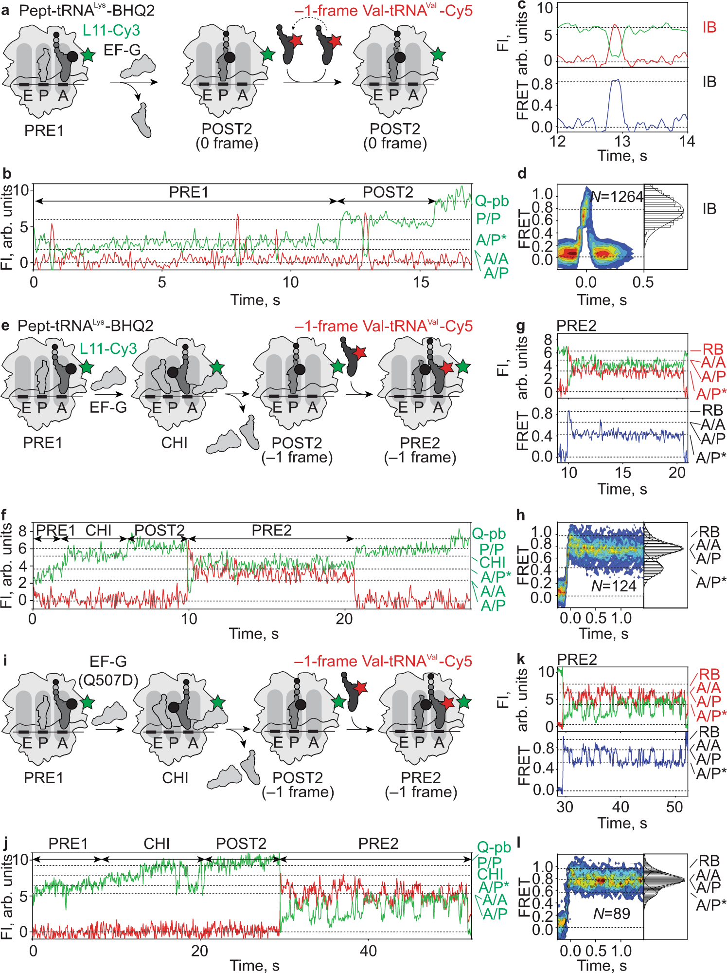 Fig. 3: Translocation of pept-tRNALys on slippery mRNA and incorporation of 0- and –1-frame aa-tRNAs.