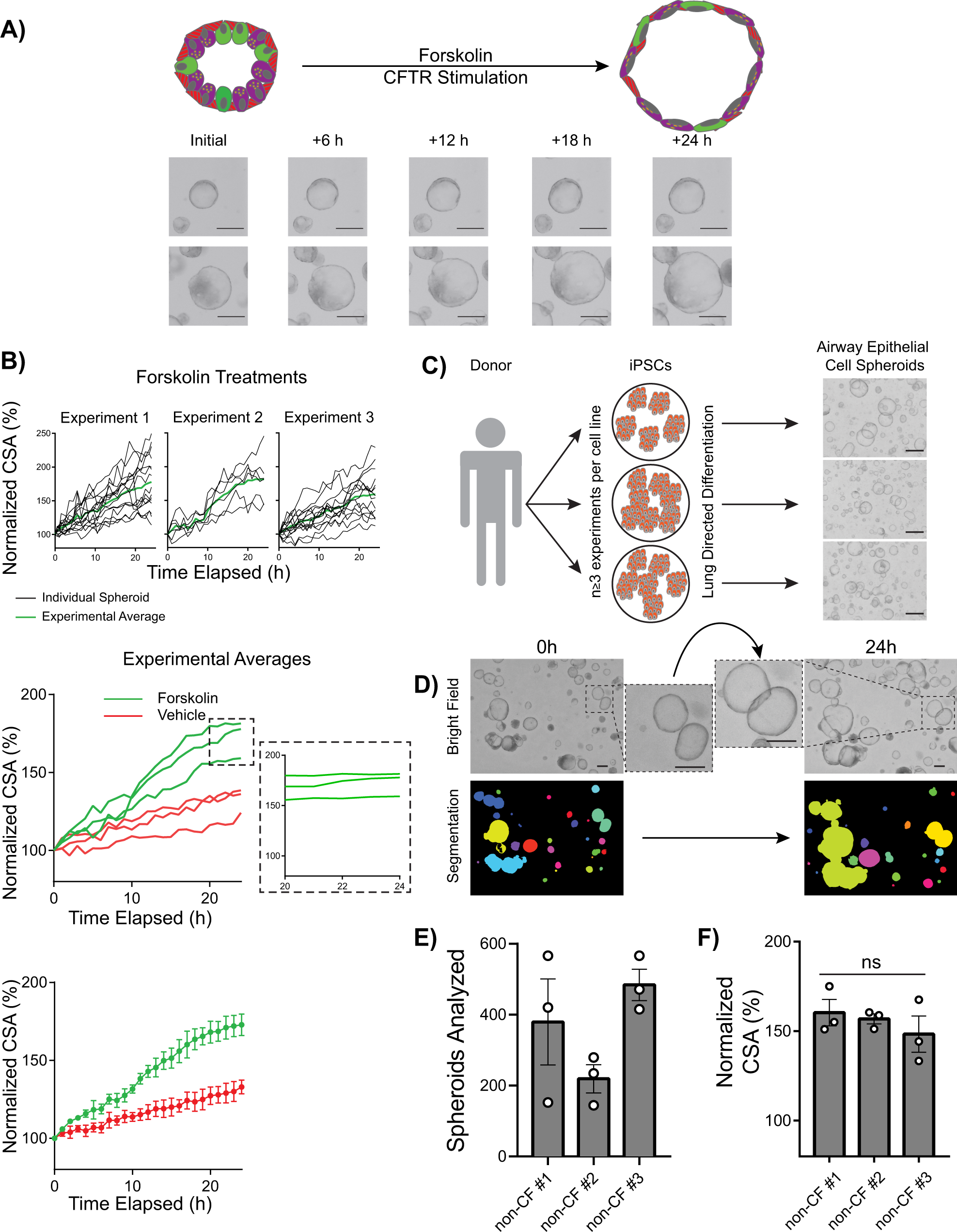 Fig. 2: Quantification of FIS in iPSC-derived airway epithelial spheroids from non-CF donors.