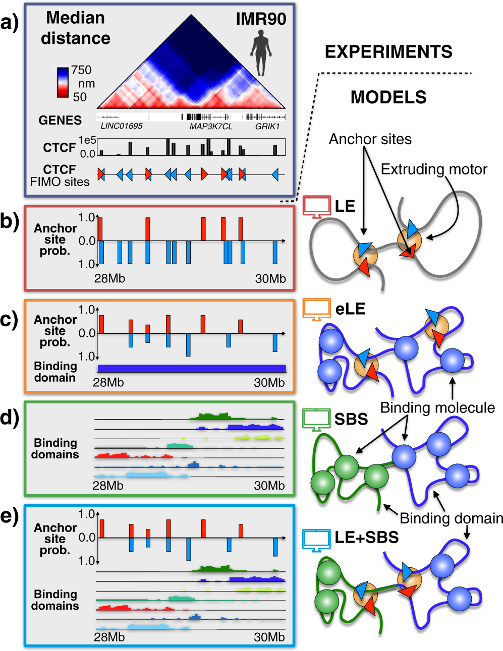Loop-extrusion and polymer phase-separation can co-exist at the  single-molecule level to shape chromatin folding | Nature Communications