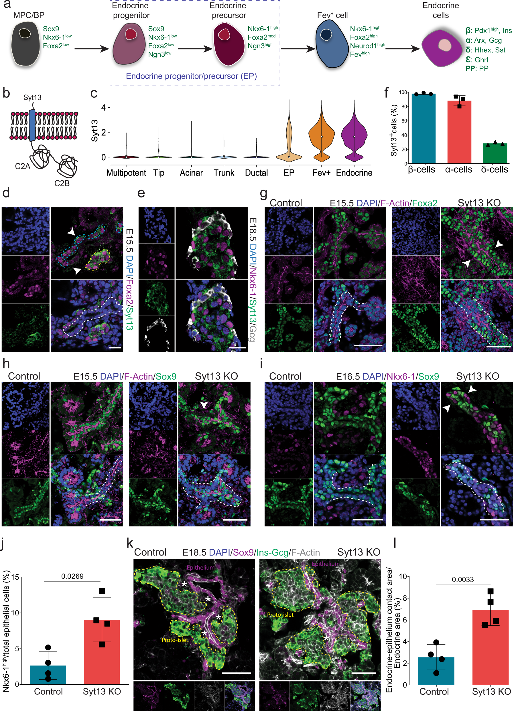Synaptotagmin-13 orchestrates pancreatic endocrine cell egression and islet  morphogenesis | Nature Communications