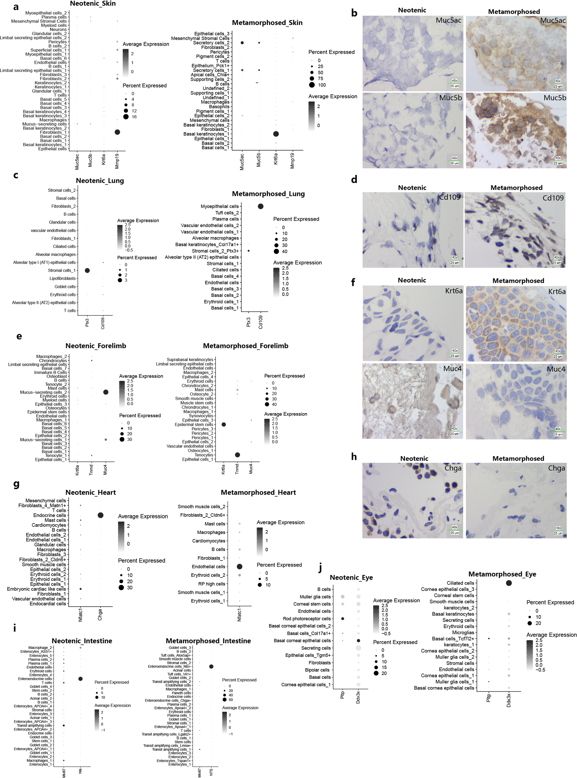 Fig. 3: Visualizing of cell clusters marker genes between neotenic and metamorphosed axolotls in major metamorphosed tissues.