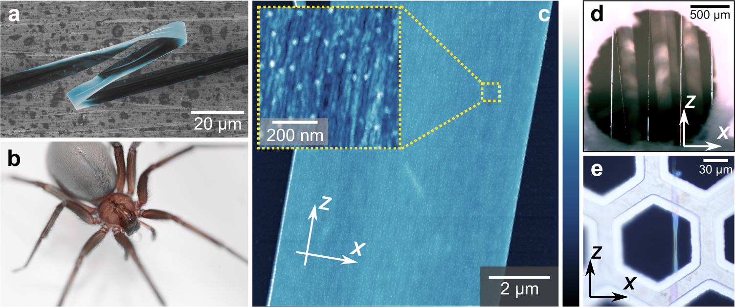 New protein found in strongest spider web material