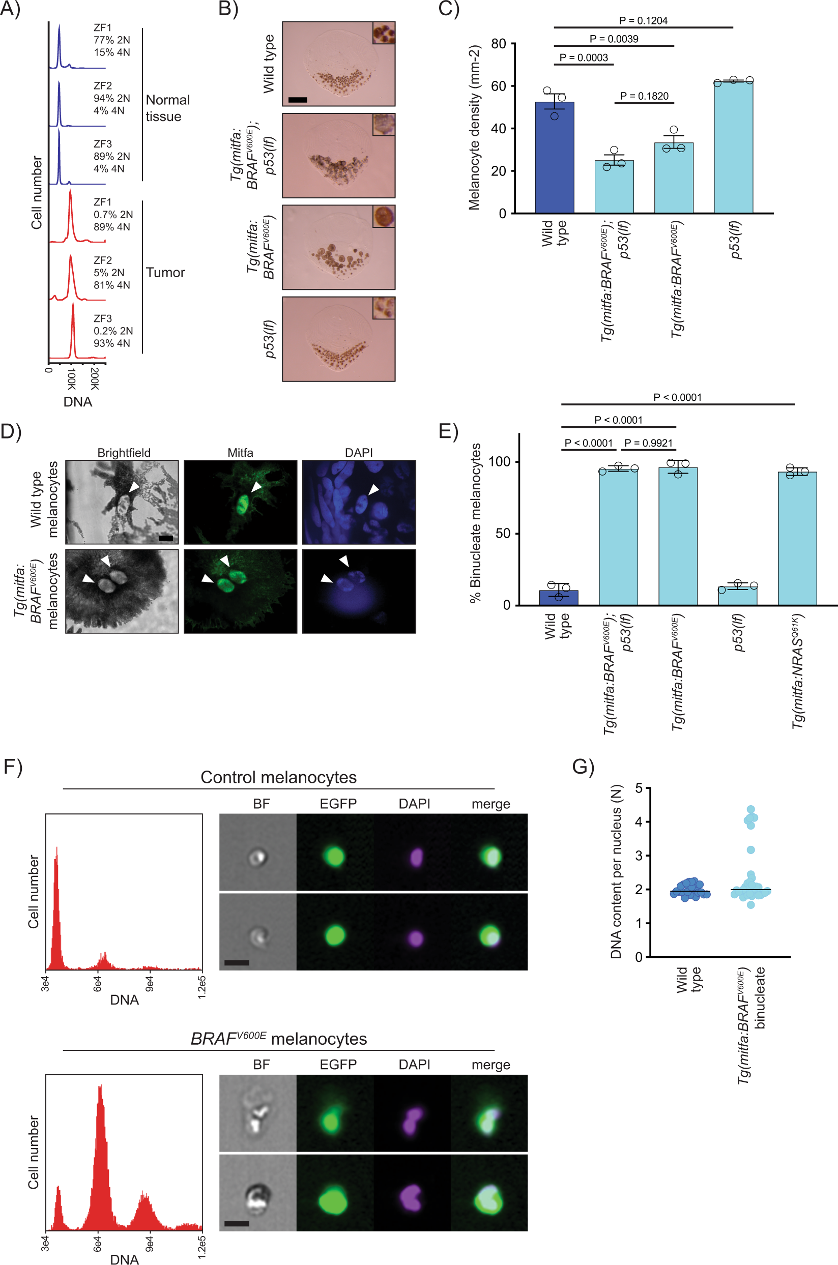 Oncogenic BRAF induces whole-genome doubling through suppression of  cytokinesis | Nature Communications