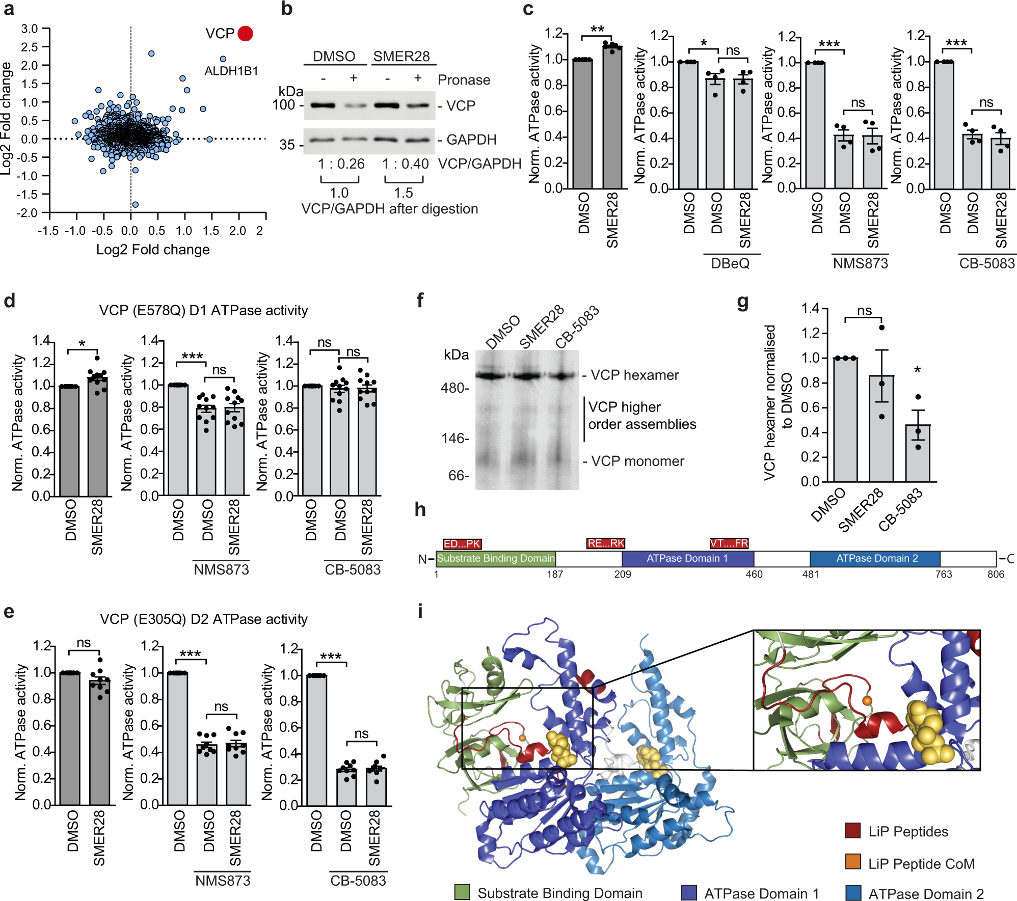 Fig. 2: SMER28 binds VCP and increases VCP D1 ATPase activity.