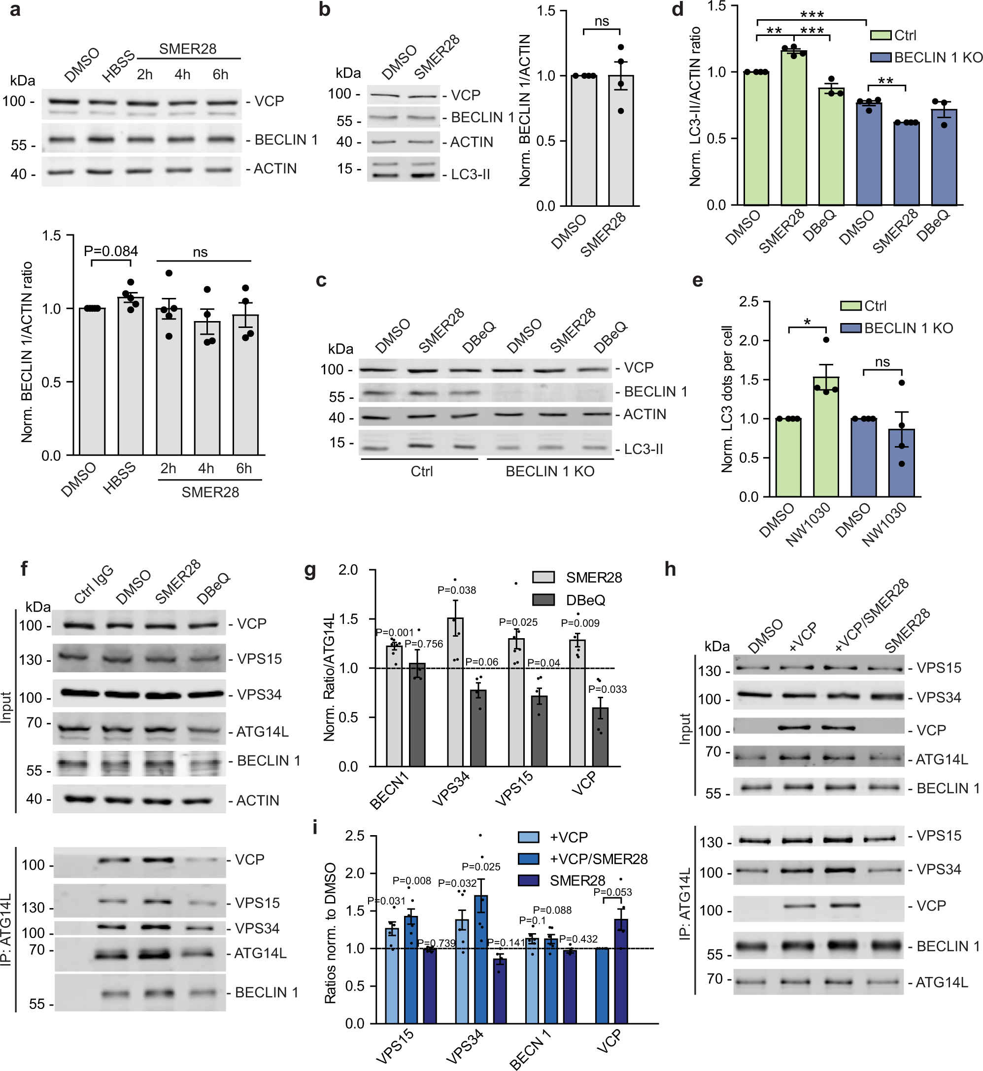 Fig. 5: SMER28 enhances VCP stimulation of PI3K complex formation to induce autophagy in a Beclin 1-dependent manner.