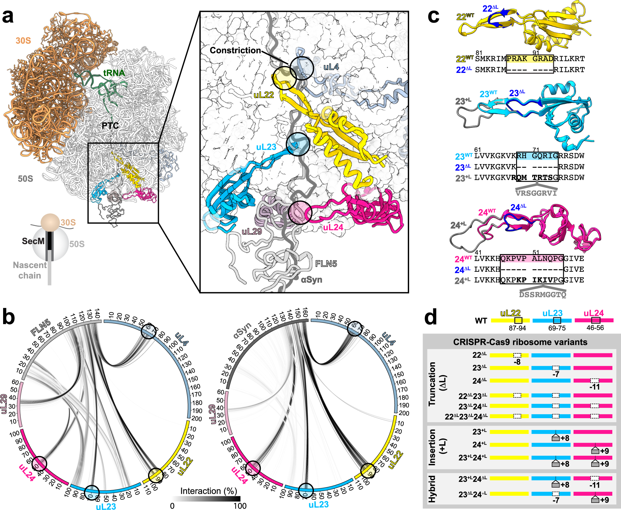 Fig. 1: Ribosomal proteins at the exit tunnel and their structural modification by CRISPR-Cas9 gene editing.