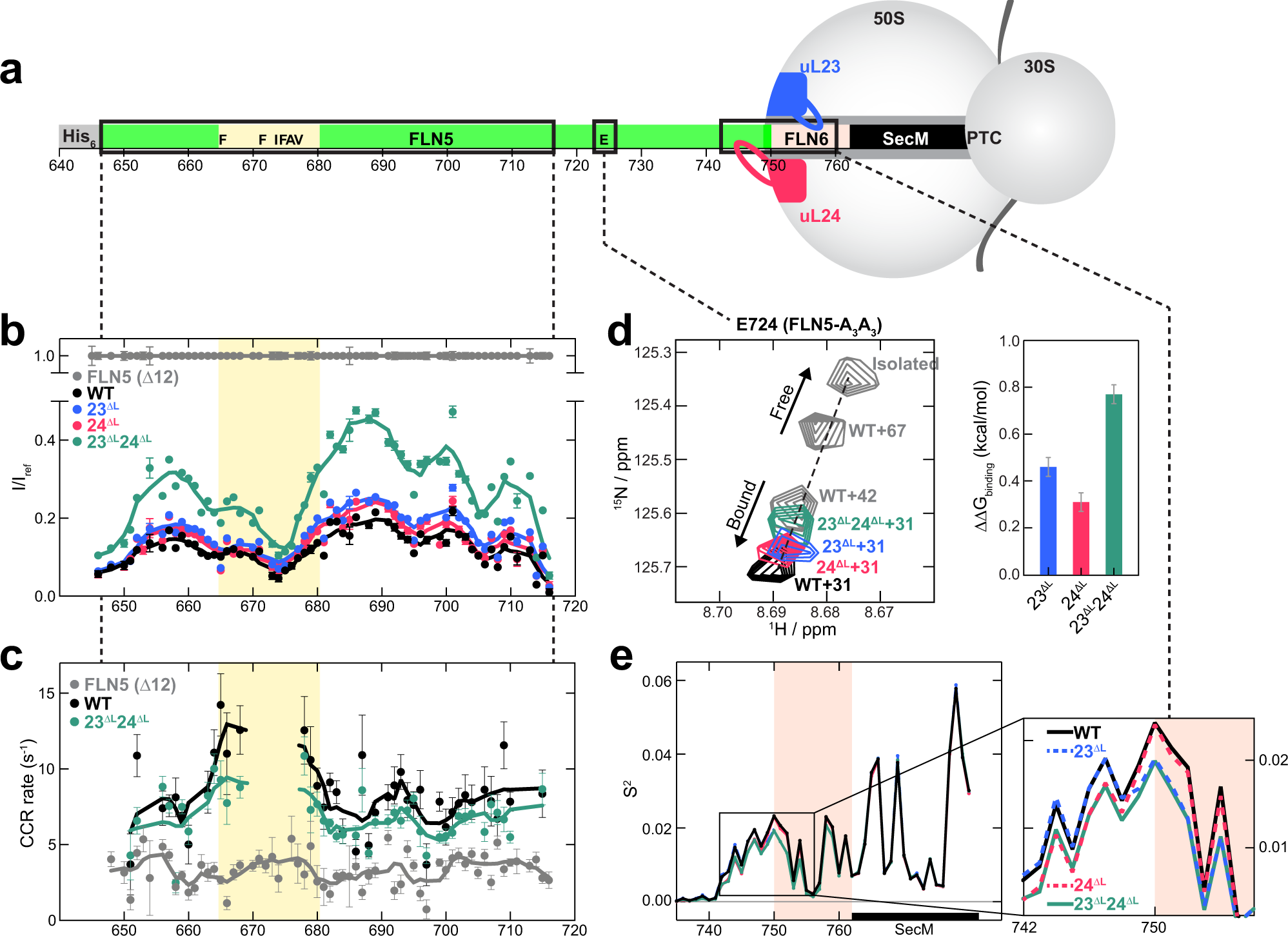 Fig. 4: Modulation of the interaction between unfolded nascent chains and the ribosome by uL23 and uL24 loop truncation.