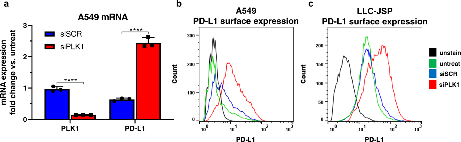 Fig. 1: PLK1 knockdown by siRNA induces PD-L1 expression.