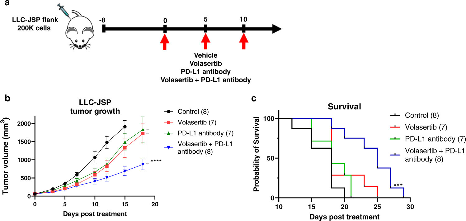 Fig. 3: PLK1 inhibition potentiates PD-L1 blockade in syngeneic lung tumors.