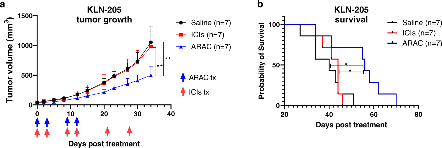 Fig. 7: ARAC reduces tumor growth and prolongs survival of mice bearing KLN-205 murine lung tumors.
