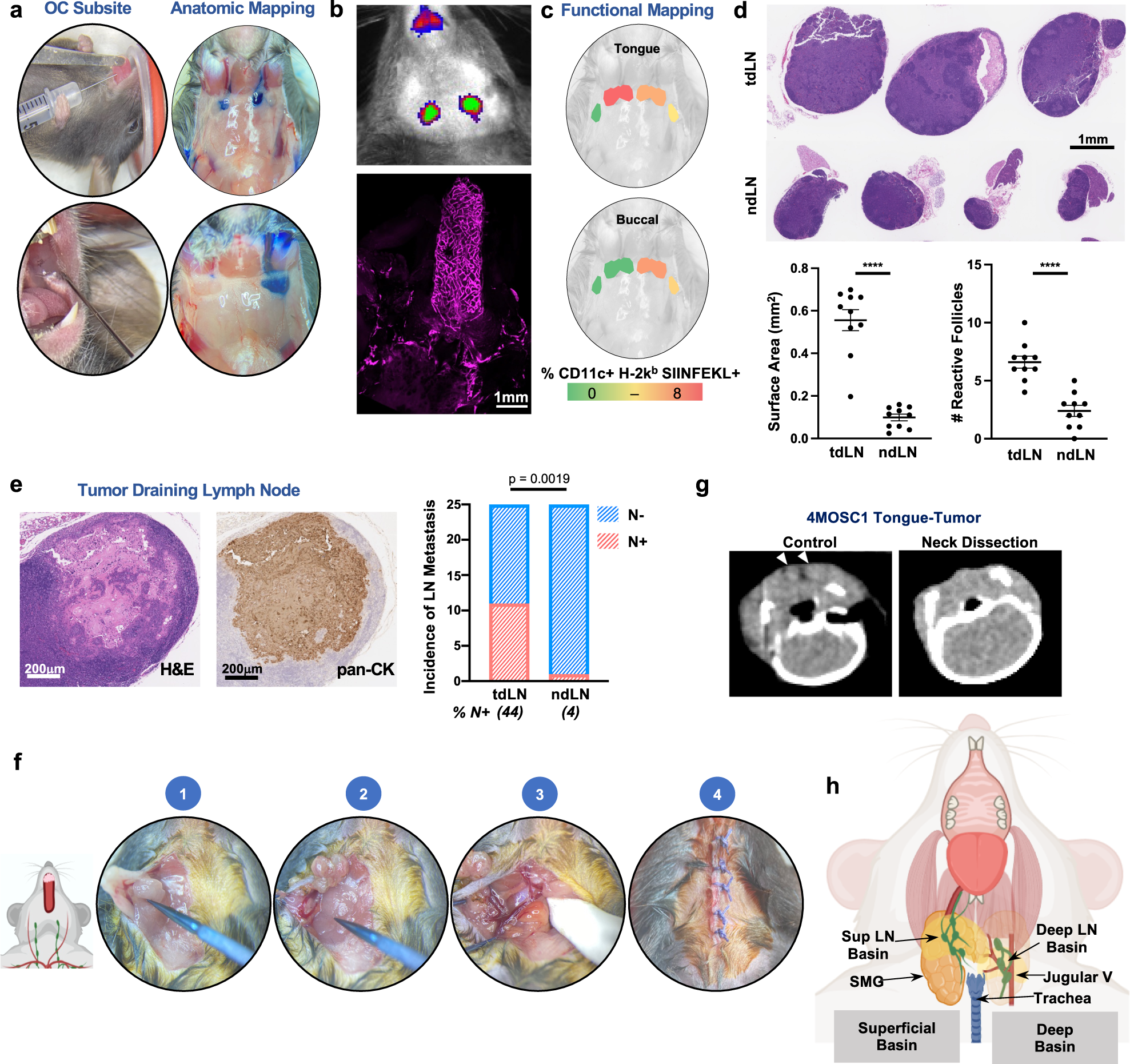 Lymphatic-preserving treatment sequencing with immune checkpoint inhibition  unleashes cDC1-dependent antitumor immunity in HNSCC | Nature Communications