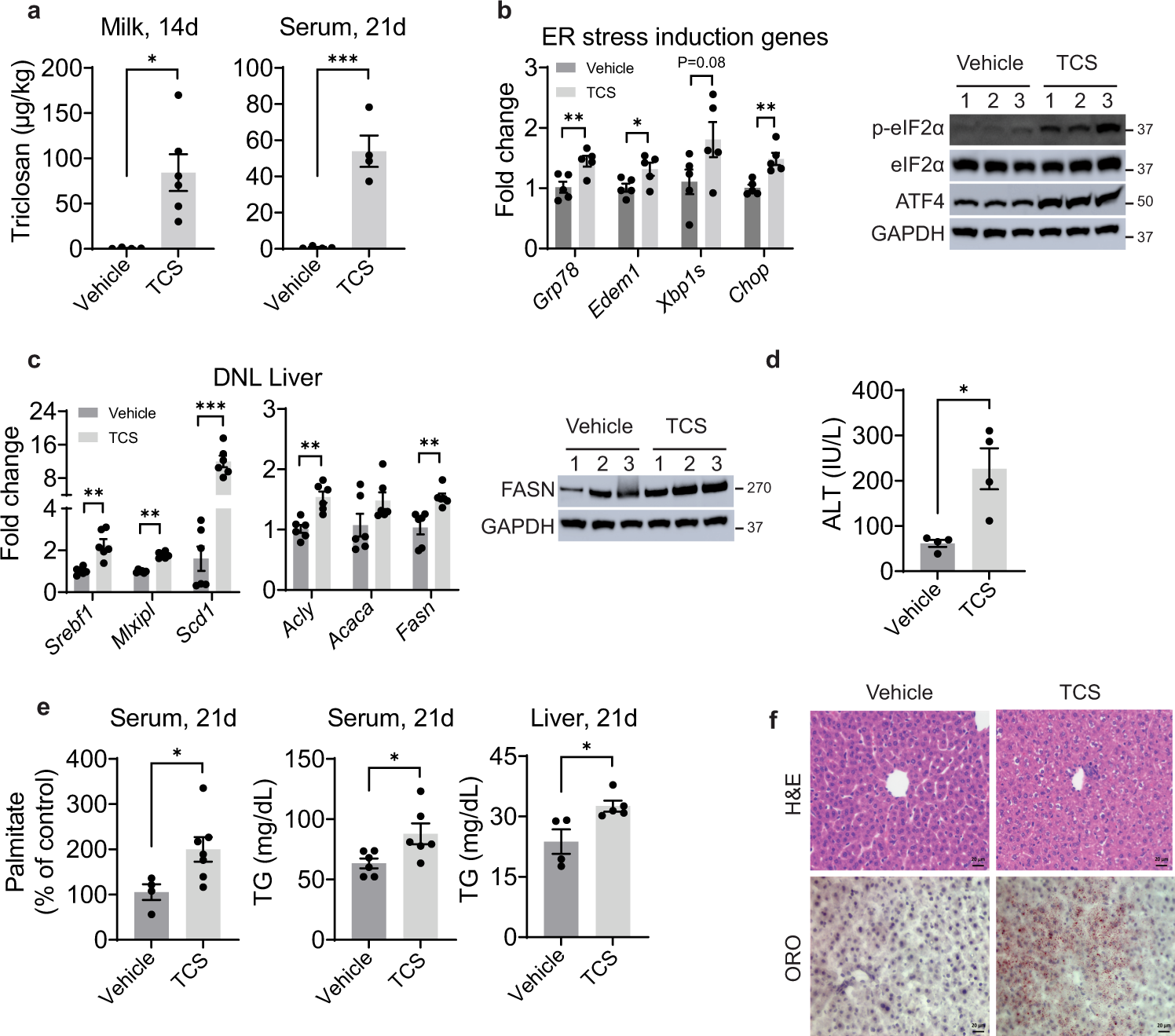 Fig. 1: Triclosan exposure induces ER stress, stimulates DNL and causes TG accumulation.