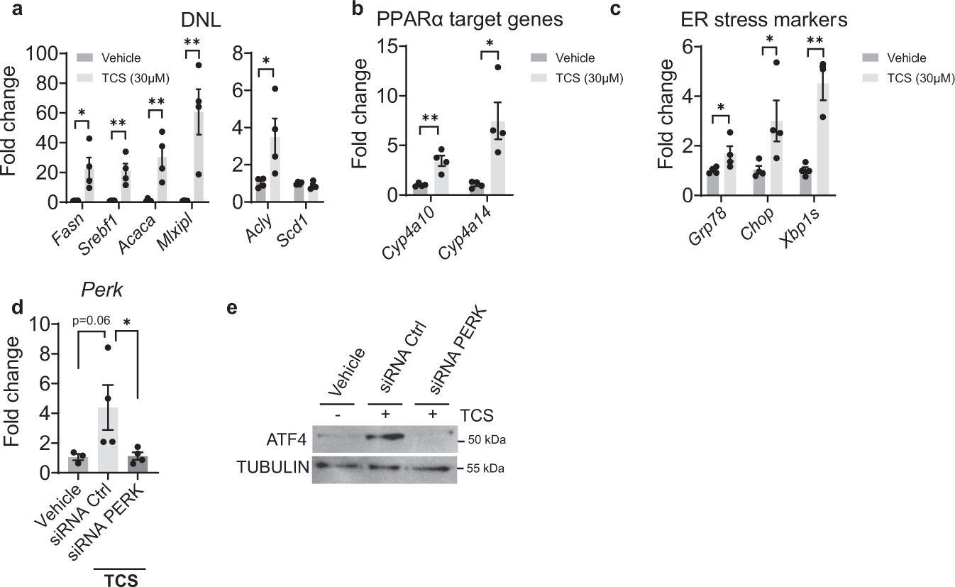 Fig. 2: TCS stimulates DNL, ER stress and PPARα in mouse primary hepatocytes and ATF4 induction is PERK dependent.