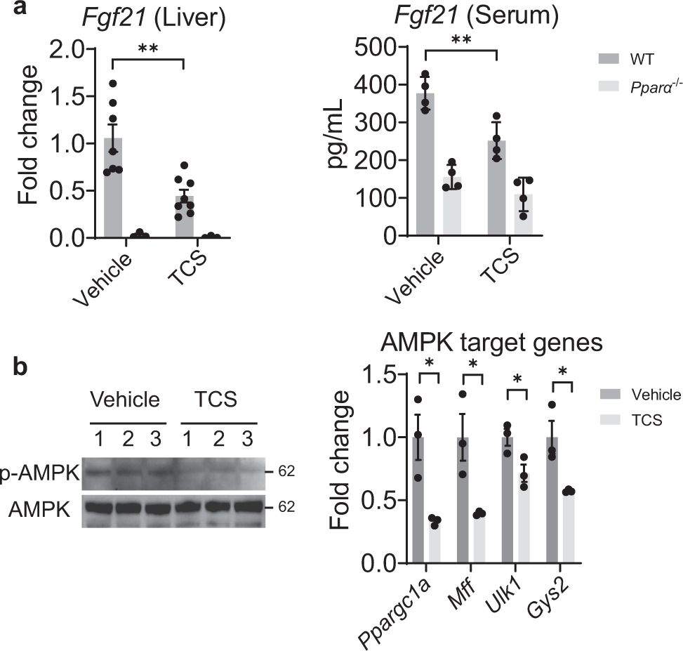Fig. 4: TCS blocks Fgf21 expression and AMPK signaling.