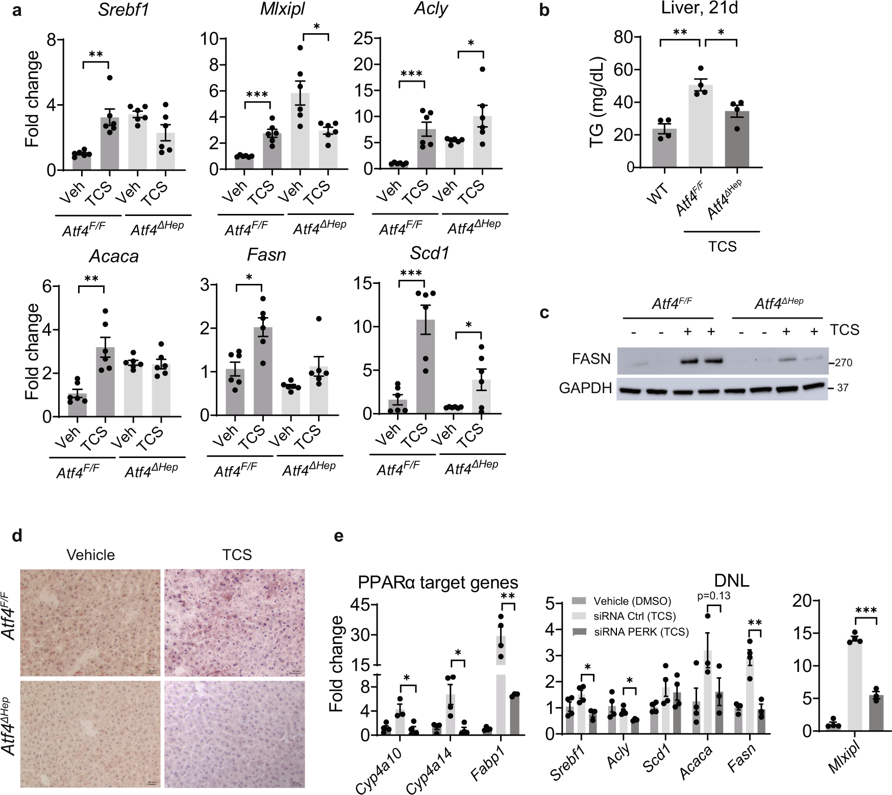 Fig. 5: ATF4 controls DNL in liver of TCS-treated mice.