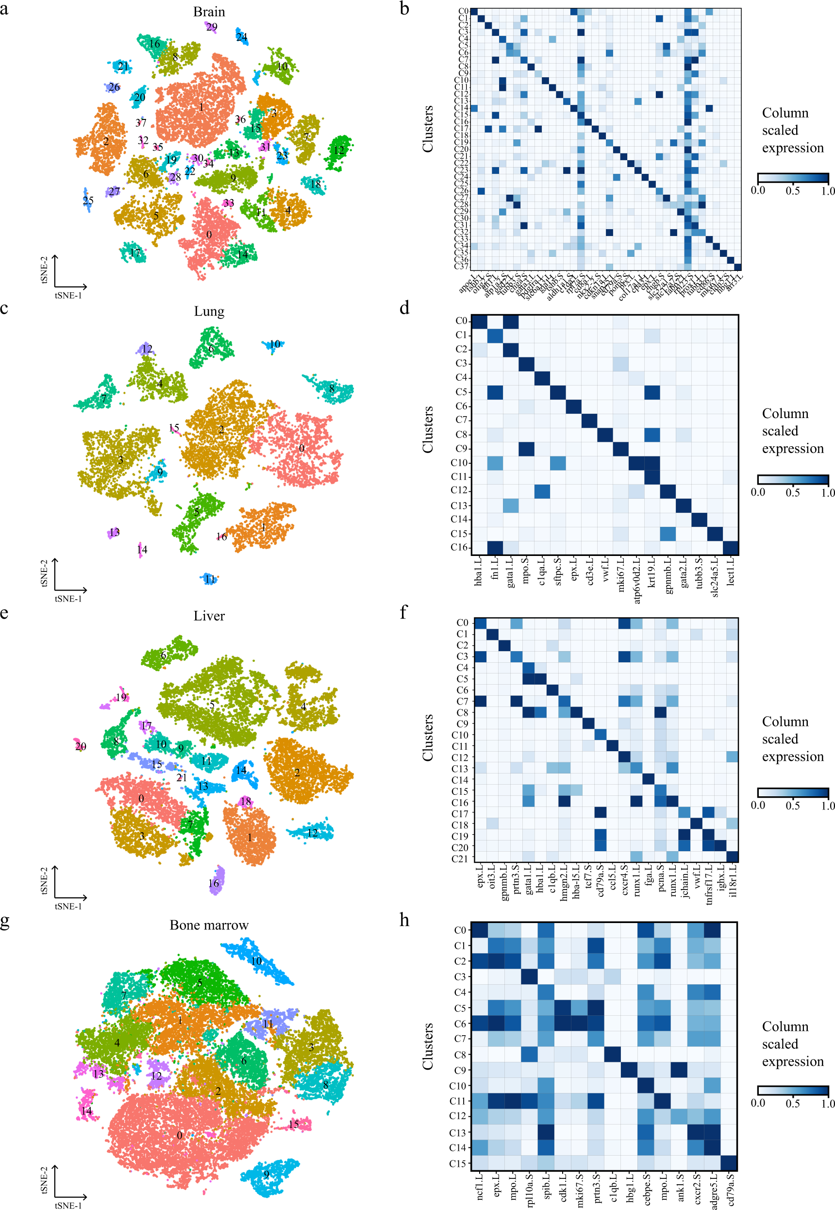 Fig. 2: Cellular heterogeneity in diverse adult Xenopus laevis tissues.