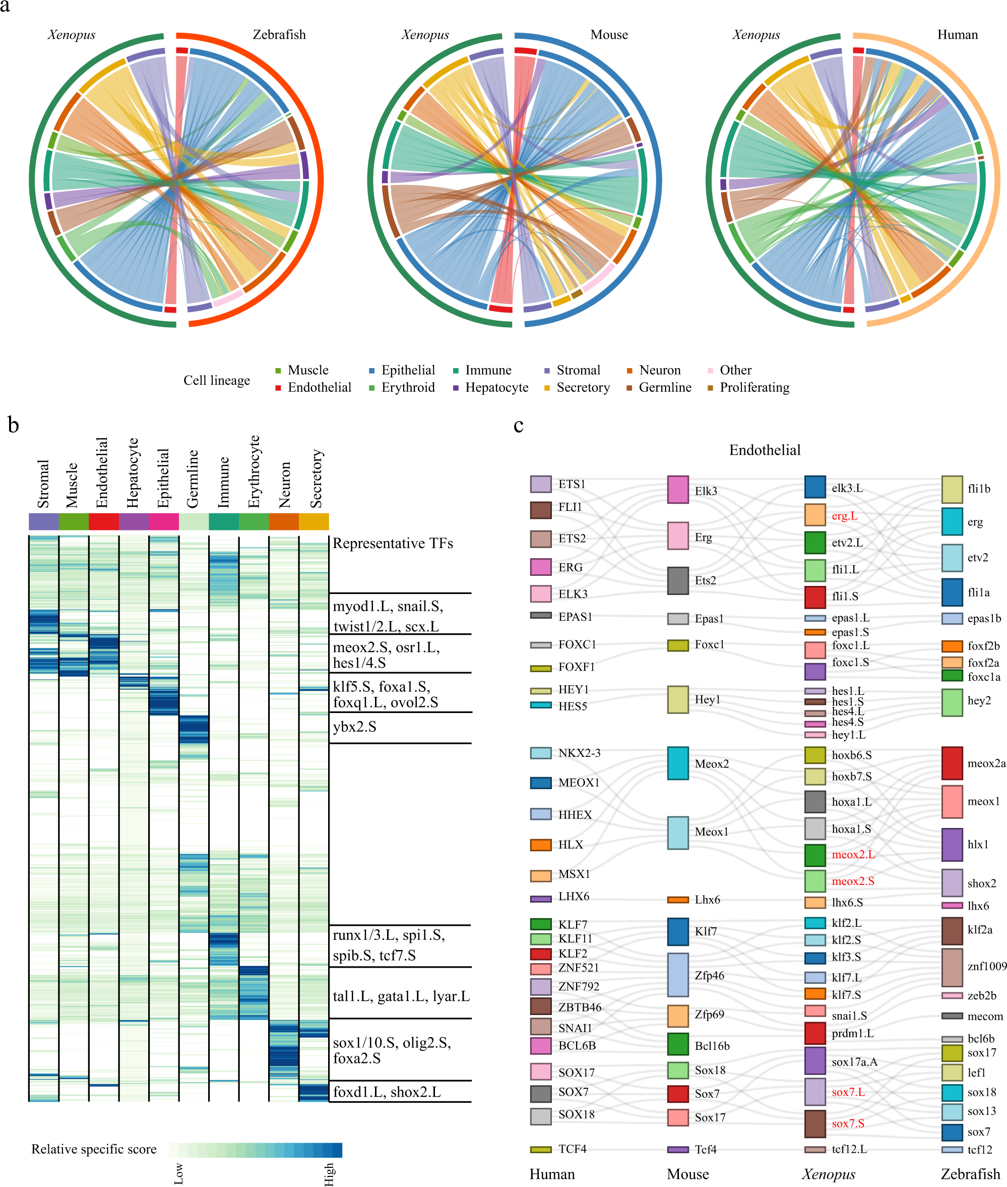 Fig. 3: Cell-type evolution between adult Xenopus, zebrafish, and mammals.