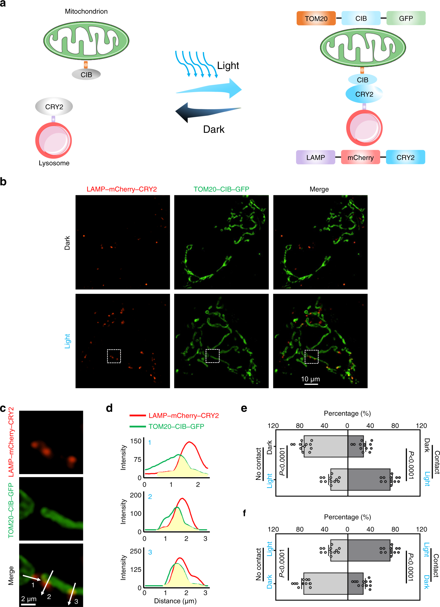 Fig. 1: Optogenetics can be used to induce mitochondria-lysosome contacts.