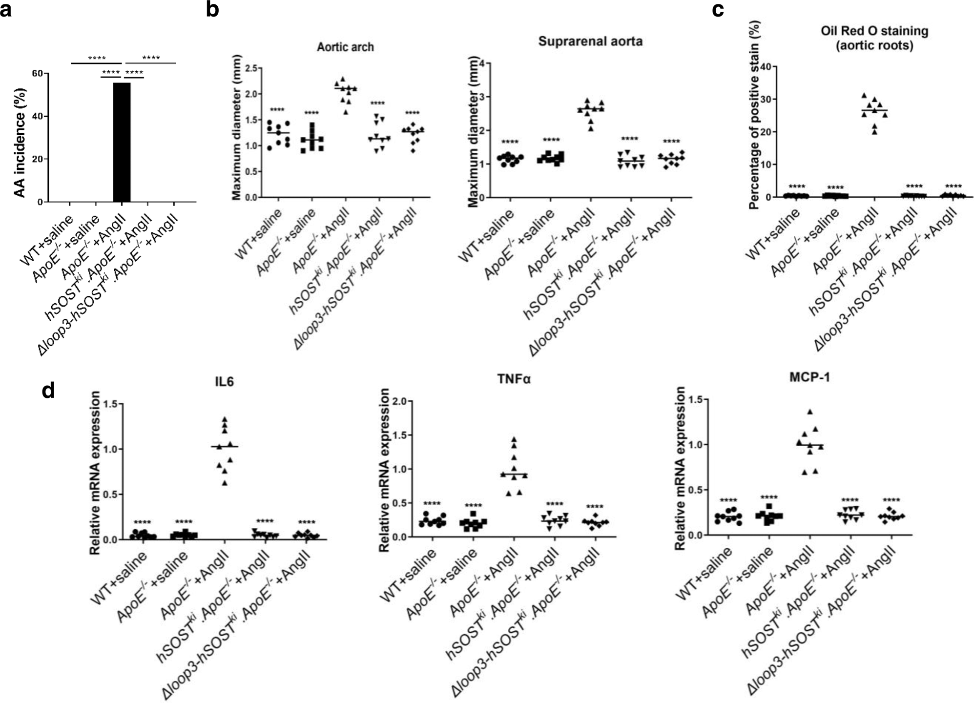 Fig. 2: Determination of whether loop3-deficient sclerostin by genetic truncation could maintain the protective effect of sclerostin on the cardiovascular system in ApoE−/− mice with loop3-deficient human sclerostin knock-in (Δloop3-SOSTki.ApoE−/−).