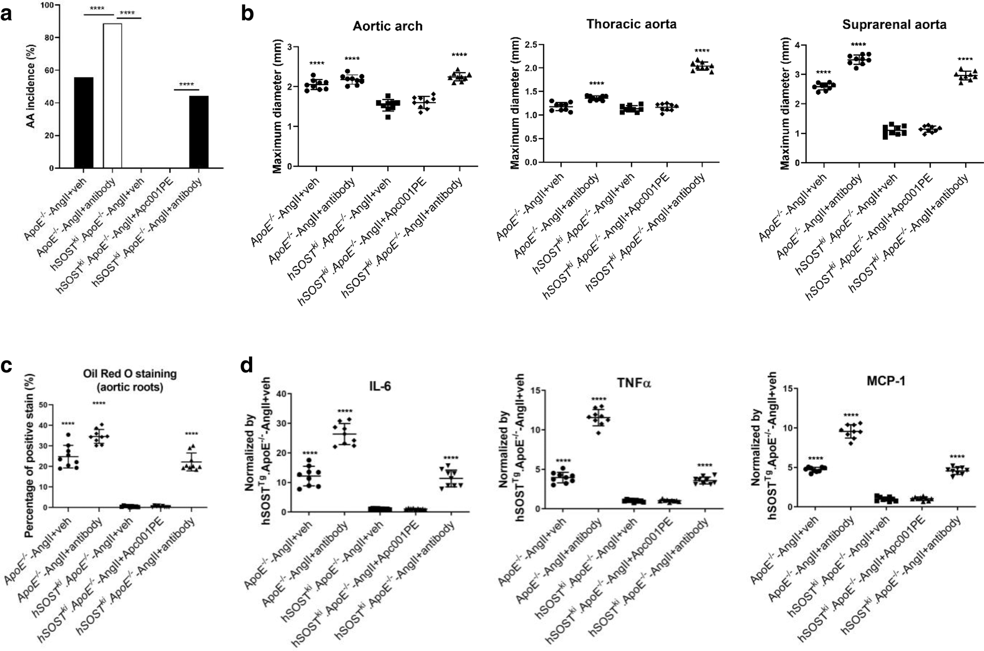 Fig. 6: Determination of whether targeting sclerostin loop3 by the specific in vivo pharmacologic tool Apc001PE influenced the protective effect of overexpressed human sclerostin on the cardiovascular system by evaluating cardiovascular events in hSOSTki.ApoE−/− mice with AngII infusion.