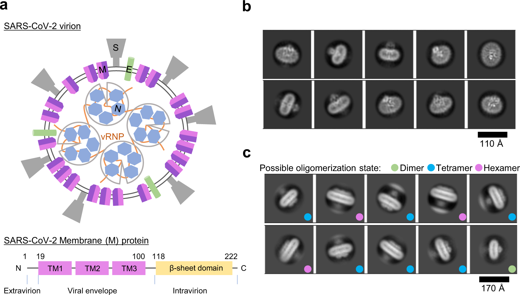 Structure of SARS-CoV-2 membrane protein essential for virus assembly |  Nature Communications