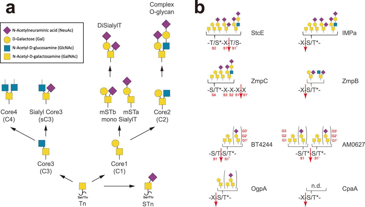 Structural and mechanistic insights into the cleavage of clustered O-glycan  patches-containing glycoproteins by mucinases of the human gut | Nature  Communications