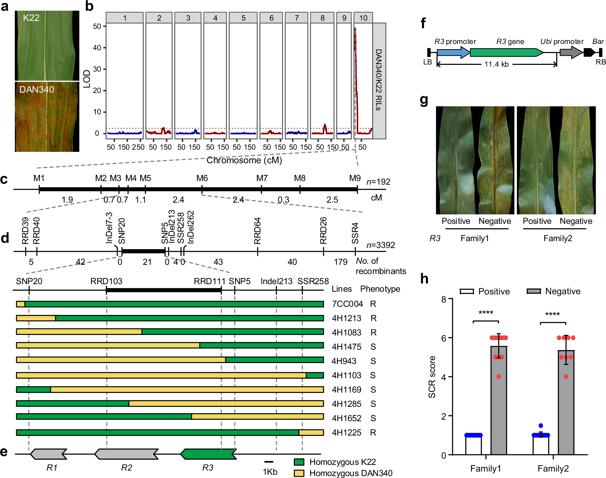 Fig. 1: Map-based cloning of the RppK gene, conferring resistance against southern corn rust.