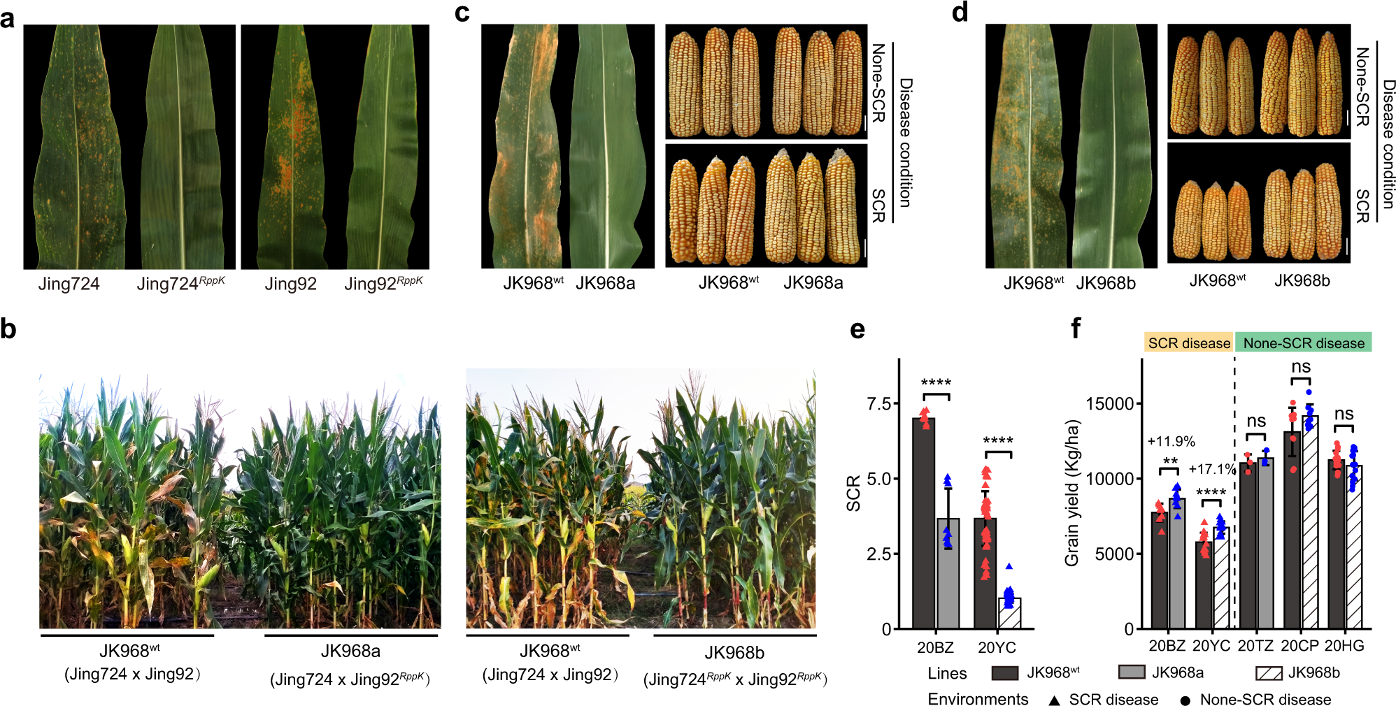 Fig. 2: RppK improves the grain yield of maize hybrid JK968 (Jing724 × Jing92) in the presence of SCR disease.