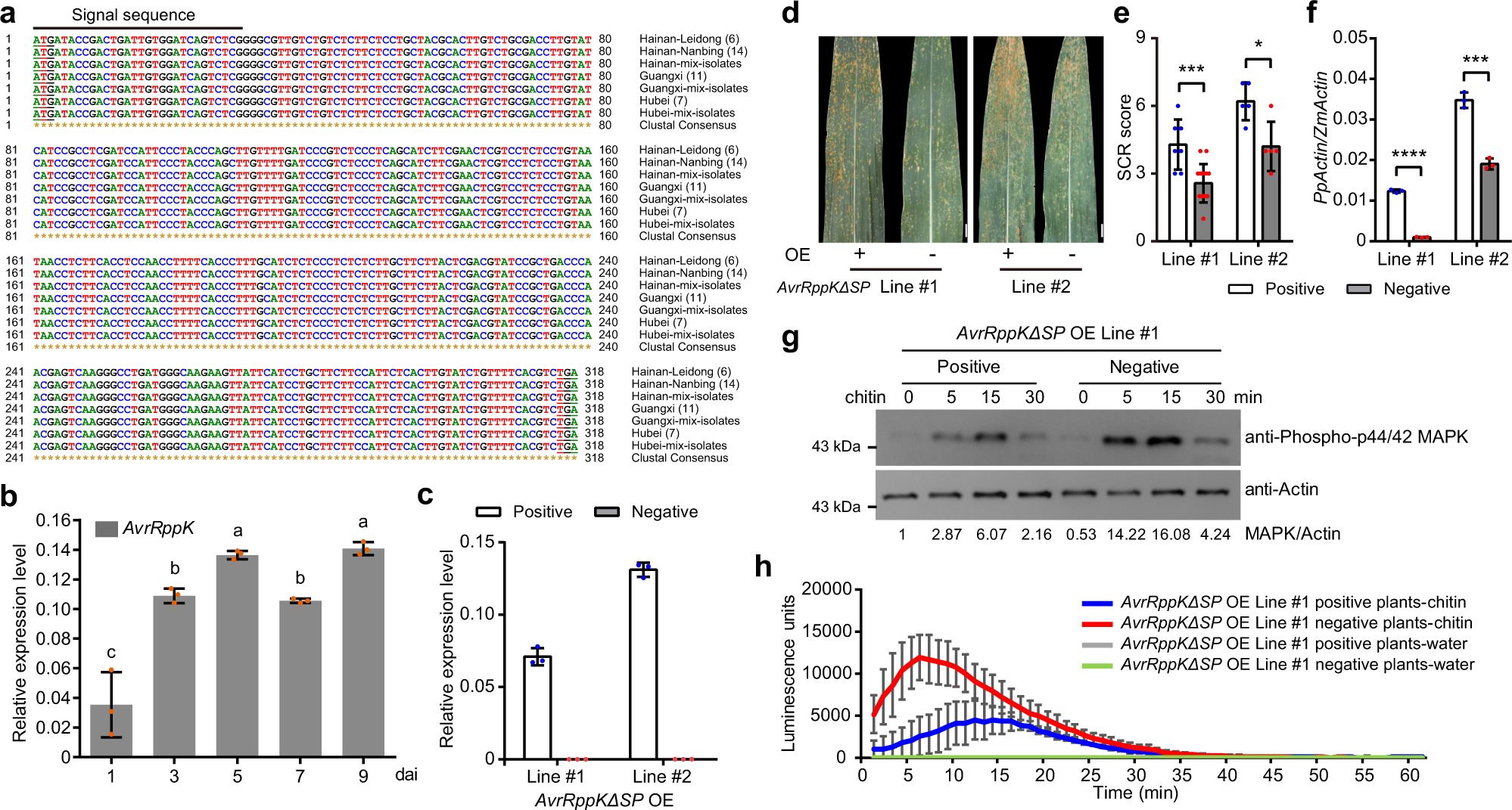 Fig. 4: AvrRppK suppresses chitin-triggered immunity.