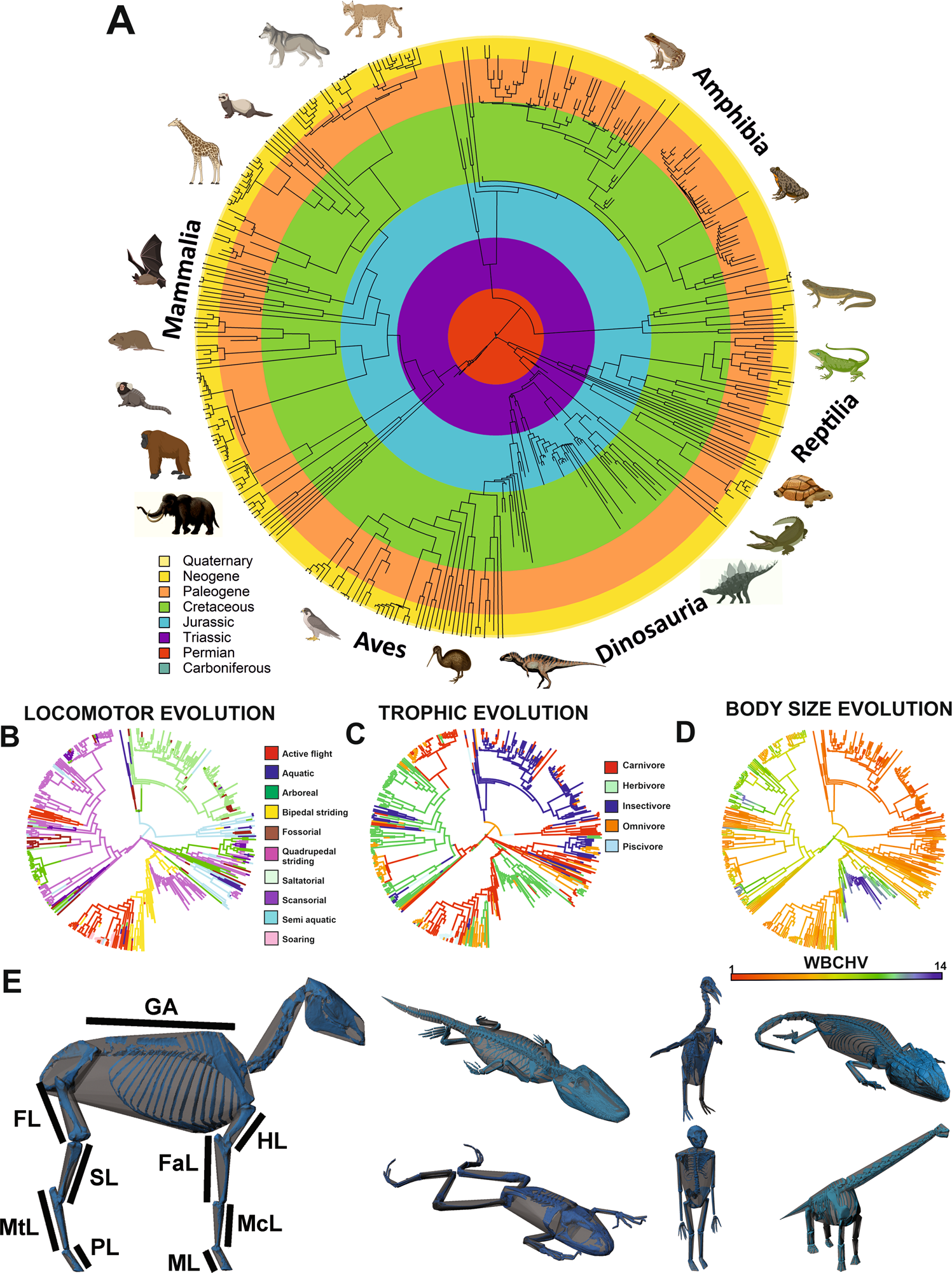 Body size, shape and ecology in tetrapods | Nature Communications Body size, shape and ecology in tetrapods | Nature Communications