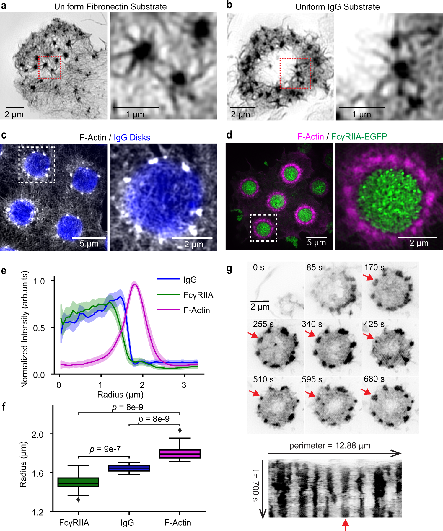 Actin nano-architecture of phagocytic podosomes | Nature Communications