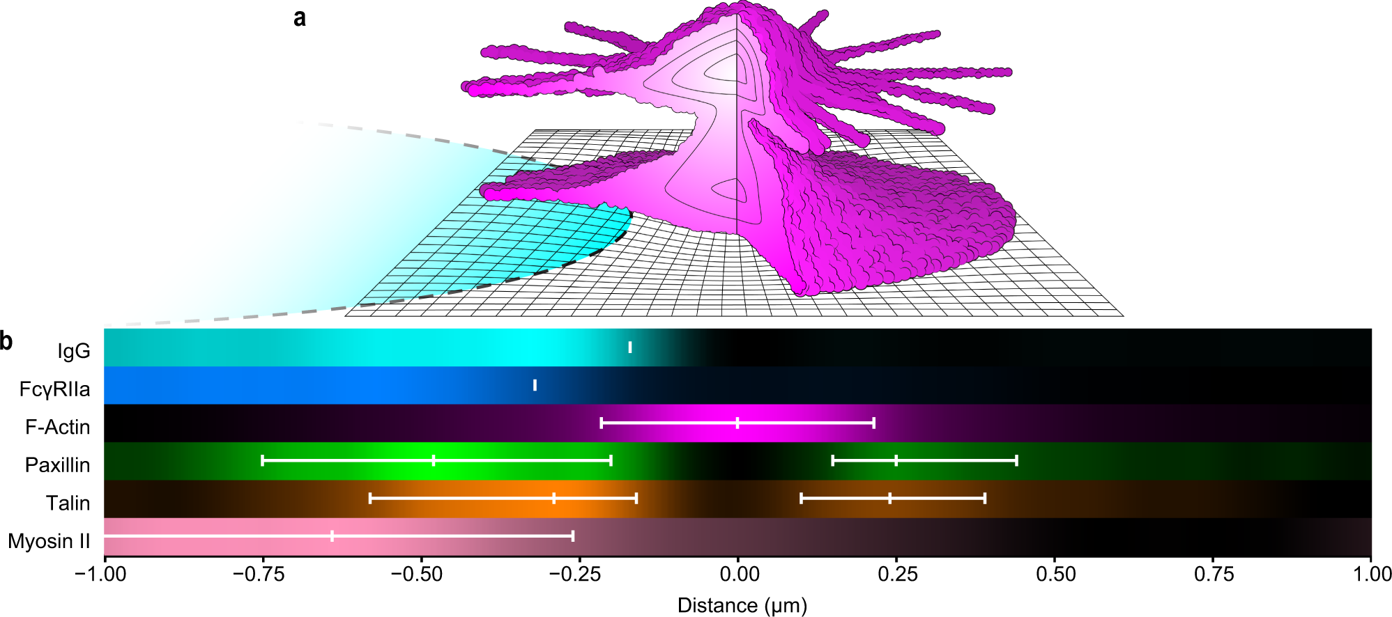 Fig. 9: Schematic of podosome constituents drawn to scale.